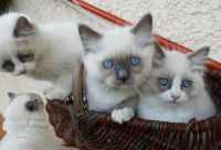 Chatons Ragdoll  donner contre bon soin