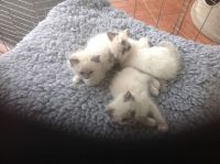 Chatons Ragdoll  donner contre bon soin