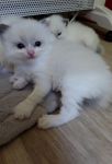 Chatons Ragdoll  donner contre bon soin