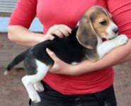 Adorable Chiot Beagle femelle