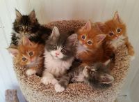 Adorables Chatons Maine Coon Male et Femelles