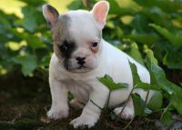 Chiot Bouledogue Franais femelle  donner