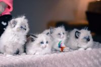 Chatons Ragdoll  donner contre bon soin