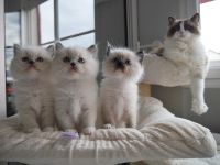 Chatons Ragdoll  donner contre bon soin