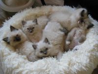 Chatons Ragdoll  donner contre bon soin