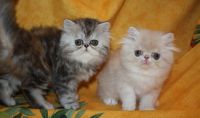 CHATONS PERSAN dispos de suite