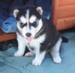 A donner Chiots husky Sibrien aux yeux bleu