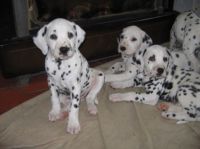 chiots Dalmatian  a doner