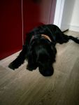 Labrador X noir