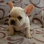 chiots bouldog francais a doner.