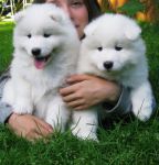 pomeranian a doner.