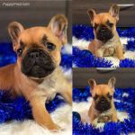 mignons chiots bouledogue franais.