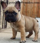 bouledogue franais bleu