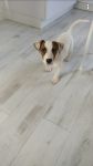 Petit Jack Russell Terrier de 7 mois