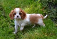 Cavalier King Charles femelle