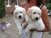 Adorables chiots golden retriever