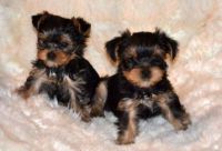 chiots yorkie a doner