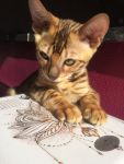 Magnifiques chatons bengal loof