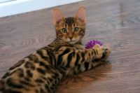 Magnifiques chatons bengal