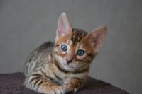 Magnifiques chatons bengal