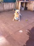 golden retriever