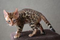 Adorables chatons bengal