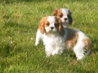 Chiots cavalier king charles