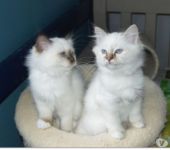 Magnifiques chatons Sacr de Birmanie