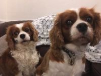 beaux chiots king charles  vendre