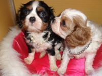 Adorable chiots type Cavalier King Charles