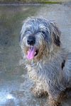 Schnauzer moyen