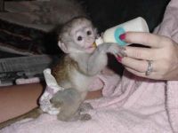 A donner magnifique Bb singe Capucin de 3 mois