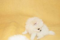 Spitz nain