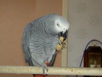A donner magnifique perroquet Gris du Gabon