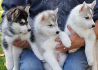 Superbe chiots Husky Sibrien a donner