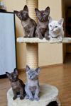 Chatons Burmese pour compagnie