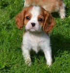 Cavalier King Charles femelle