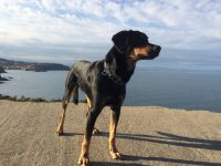 Beauceron/Labrador