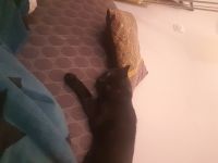 Chats adultes