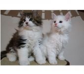A donner de deux adorables chatons Maine Coon