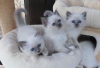 Magnifiques Chatons sacre de birmanie a donner