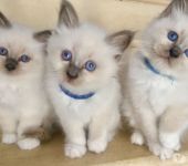 chatons sacre de Birmanie