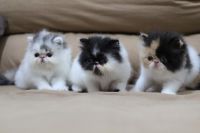 3 chatons persan disponible