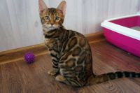 Chaton bengal femelle