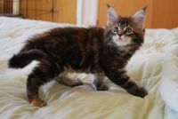 Magnifiques chatons maine coon