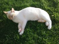 Chatons mles castrs de 10 mois
