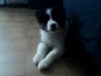Boder collie