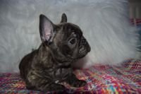 Bouledogue francais pour compagnie
