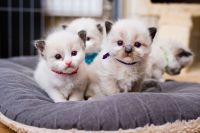 A donner pour adoption chatons Ragdoll