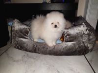 Donne femelle spitz allemand nain